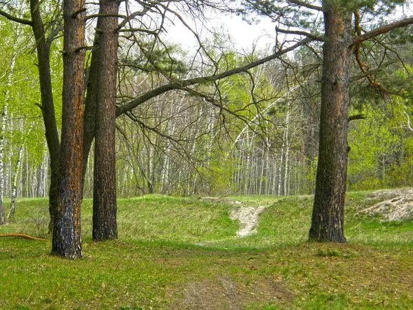 Hermoso Camino Bosque Primavera — Foto de Stock