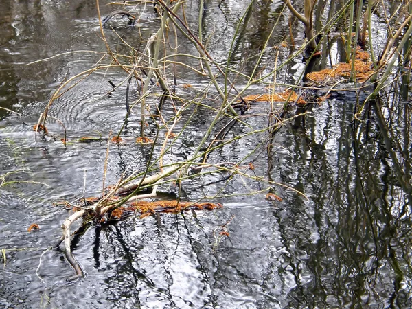 Ağaç dalları su güzel yansıması.