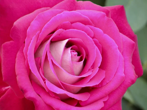 Sehr Schöne Blumen Rosen — Stockfoto
