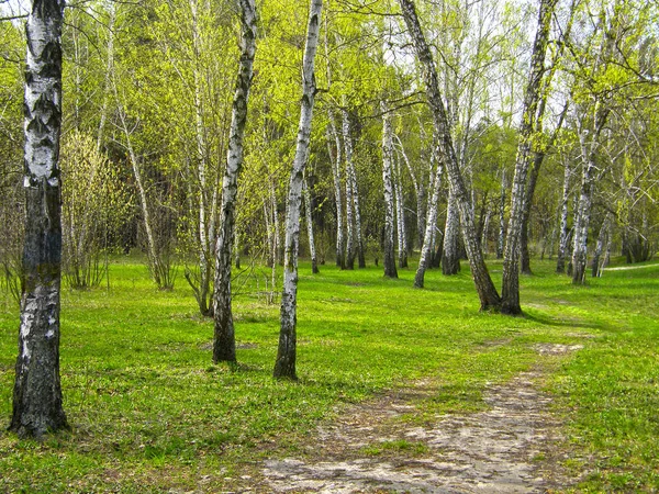 güzel bahar huş ağacı orman