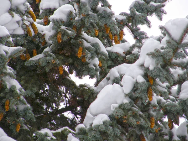 モミの木の枝は雪で覆われています — ストック写真