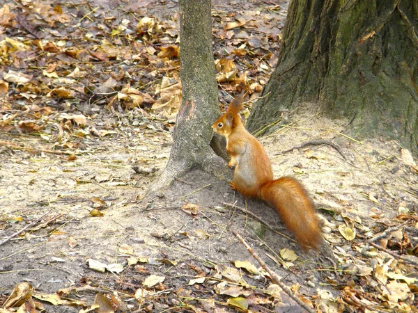 Ein Schönes Eichhörnchen Auf Dem Boden Der Nähe Eines Baumes — Stockfoto