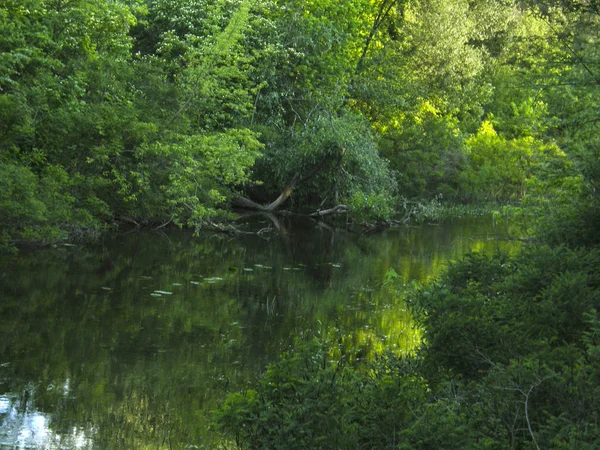 Çok güzel orman Gölü