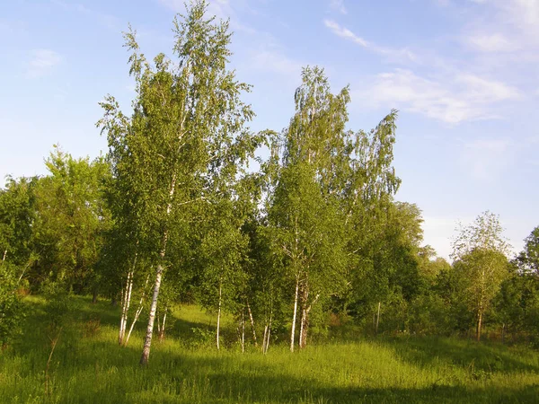 Ormanın kenarında güzel genç huş ağaçları