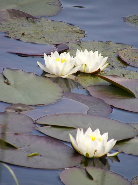 Красивые Белые Лилии Озере — стоковое фото