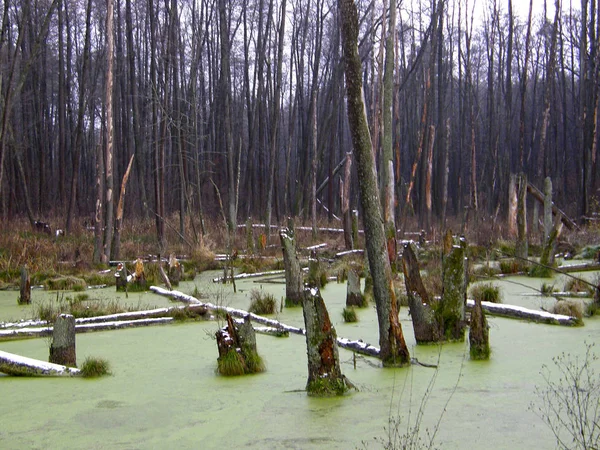 Árboles Viejos Bosque Pantanoso — Foto de Stock