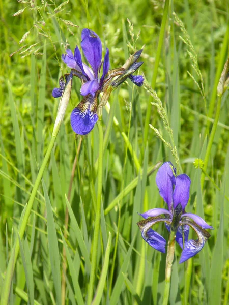 Härliga Blommor Vilda Iris — Stockfoto