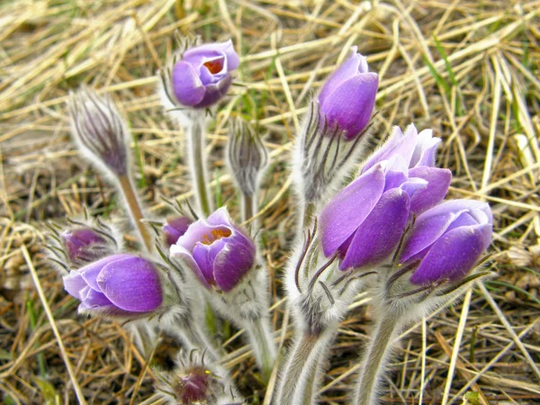 Prachtige Violette Bloemen Droom Grass — Stockfoto