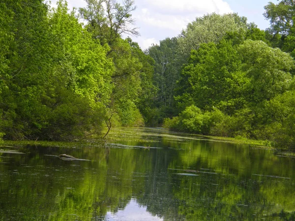 Çok güzel orman Gölü