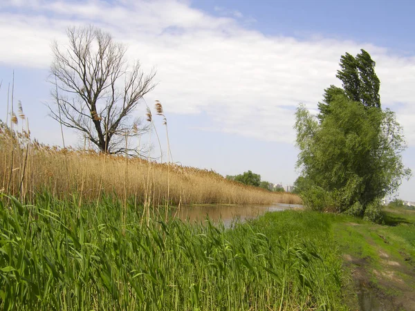 Ein Schöner Sumpfiger Fluss Und Bäume — Stockfoto