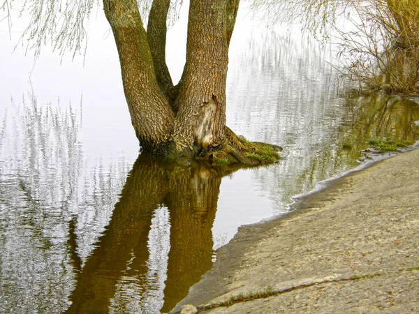 Concrete Shore Tree Water Spring Flood — Stock Photo, Image