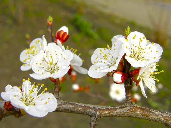 Piękne Białe Kwiaty Moreli — Zdjęcie stockowe