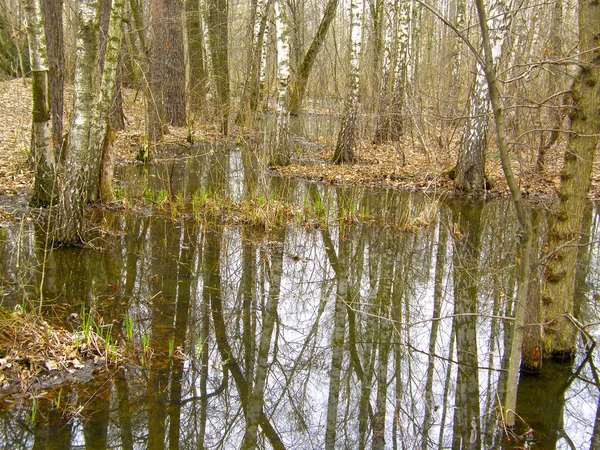 Stora Översvämmade Träd Vår Skogen — Stockfoto