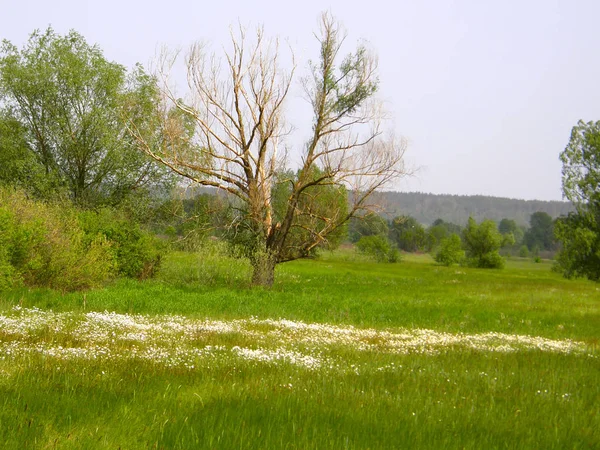 Bonito Prado Primavera Verde Árvores — Fotografia de Stock
