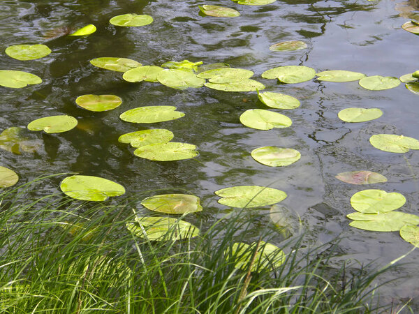 Green leaves of water lilies in water