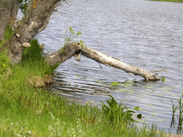 Gamla Träd Stranden Sjön — Stockfoto