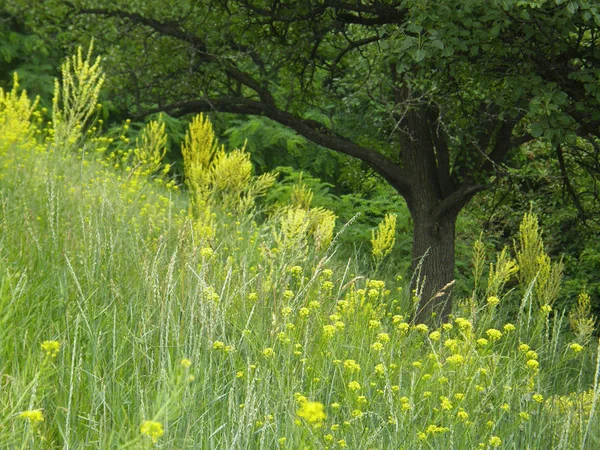 Όμορφο Πράσινο Γρασίδι Και Δέντρα Στην Πλαγιά Ενός Λόφου — Φωτογραφία Αρχείου