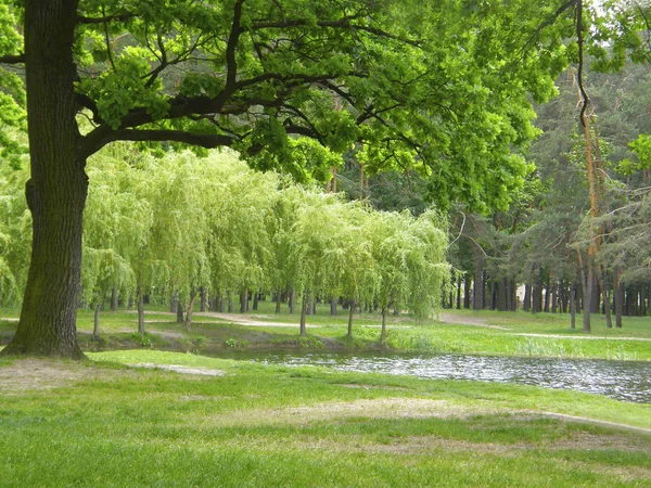 Prachtige Bomen Aan Oever Van Het Meer — Stockfoto