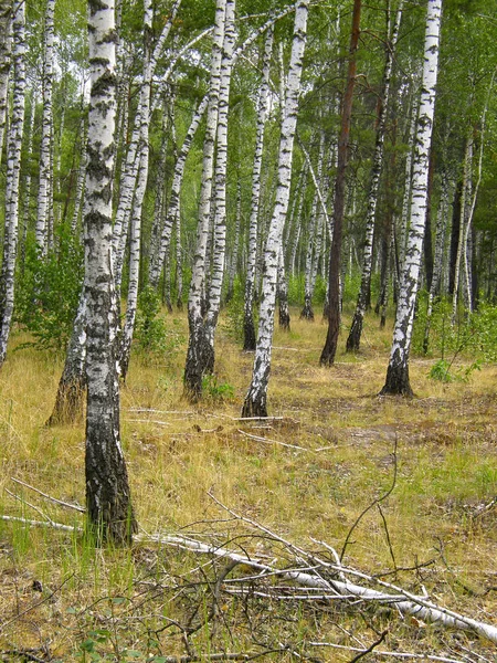 Mycket Vacker Våren Björkskogen — Stockfoto