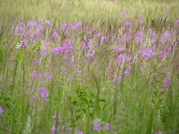 Çiçek açan Sally. Güzel çiçekli bitkiler.