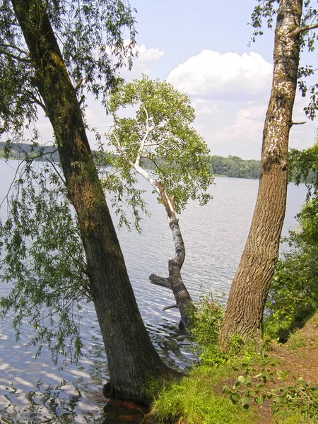 Duże Drzewa Brzegu Jeziora — Zdjęcie stockowe