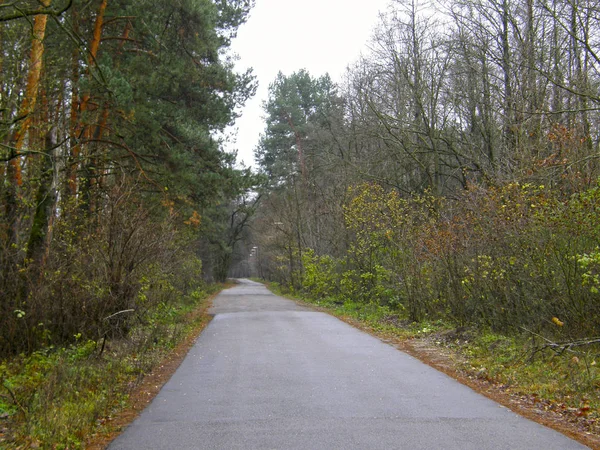 Uma Longa Estrada Asfalto Floresta — Fotografia de Stock