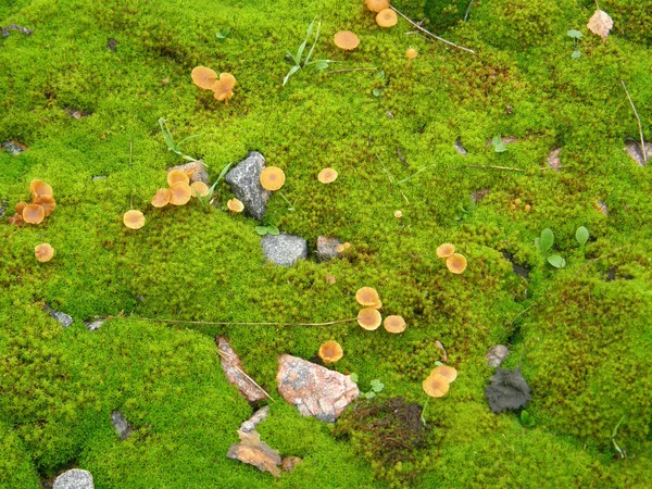 Pequenos Cogumelos Musgo Verde Brilhante — Fotografia de Stock