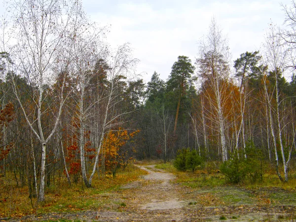 Mycket Vacker Höst Skog — Stockfoto