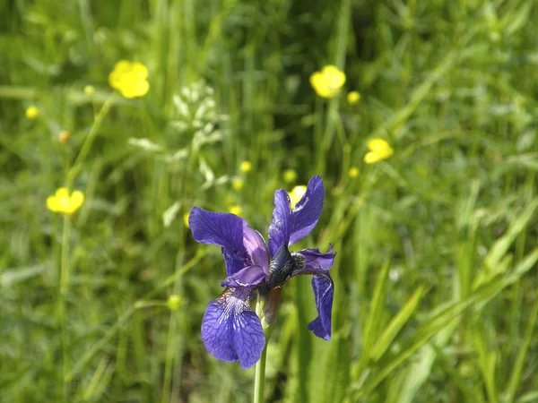 Hermosas Flores Iris Silvestres Fotos de stock