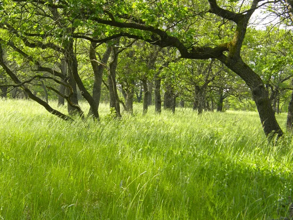 Sehr Schöner Frühlingswald Und Gras Stockbild