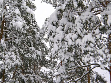 Güzel kış çam ormanı.