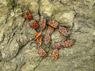 Eski ağaç arka plan karşı askerlerin güzel hata bildirimi