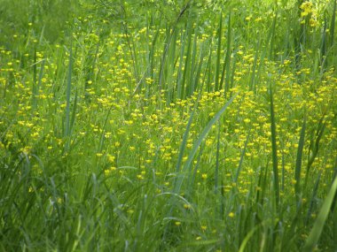 güzel bahar alan çiçek