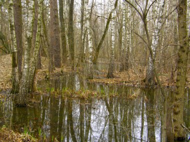 Bahar ormanında büyük sular altında ağaçlar.