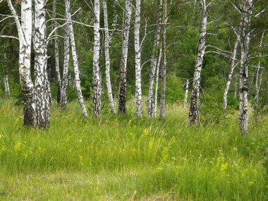 Çok güzel bahar huş ağacı orman