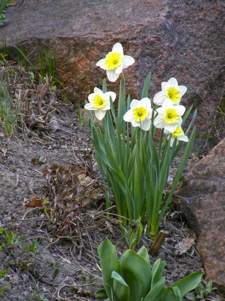 ดอกไม สวยงามของ Daffodils ในสวน — ภาพถ่ายสต็อก