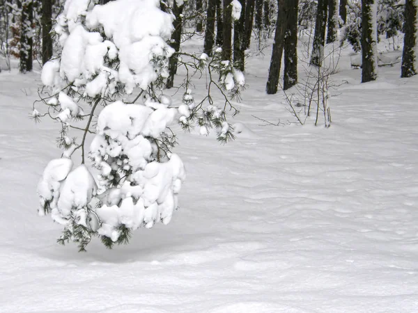 Beautiful Winter Pine Forest — Stock Photo, Image