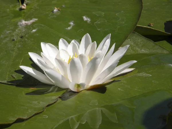 Beautiful White Lilies Lake — Stock Photo, Image