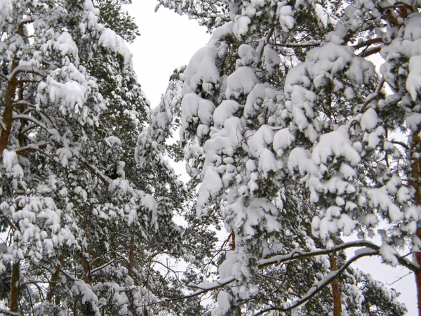 Güzel kış çam ormanı.