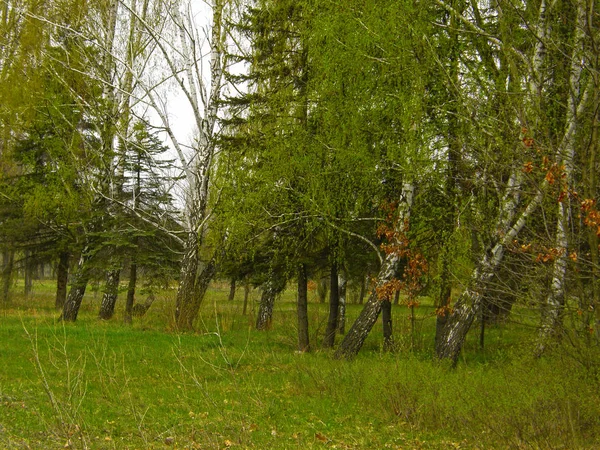 Belas Árvores Verdes Floresta — Fotografia de Stock