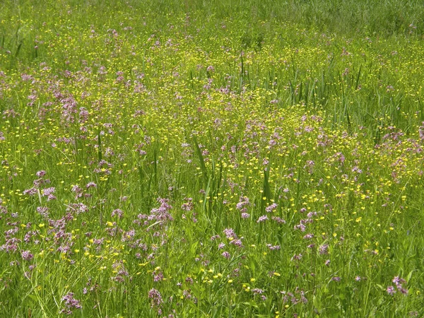 Весенние Полевые Цветы — стоковое фото