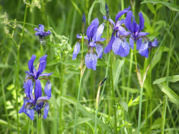 Härliga Blommor Vilda Iris — Stockfoto