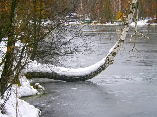 Schöner Wald Ufer Eines Zugefrorenen Sees — Stockfoto