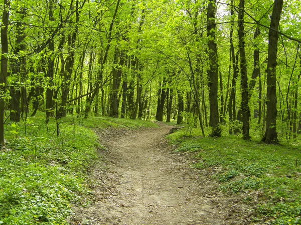 Mooi Wandelpad Het Bos Van Lente — Stockfoto