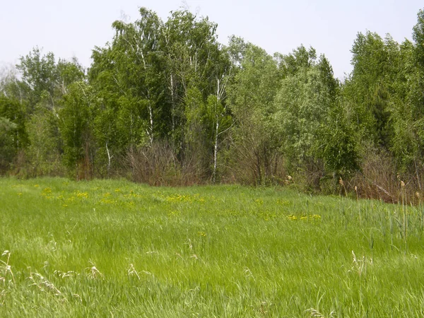 Piękne Zielone Wiosna Łąka Las — Zdjęcie stockowe