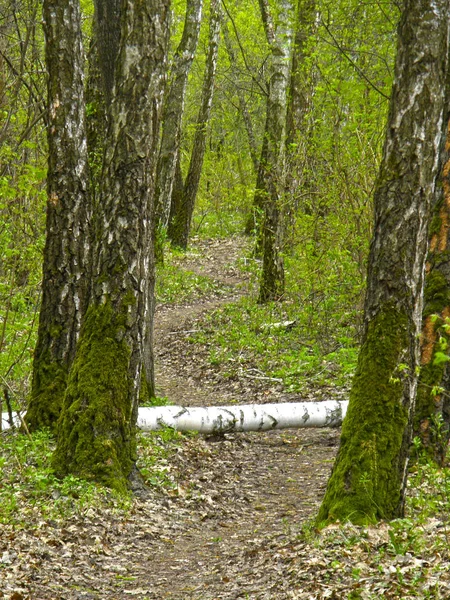 Ścieżka Brudu Wiosennym Lesie Brzozowej — Zdjęcie stockowe