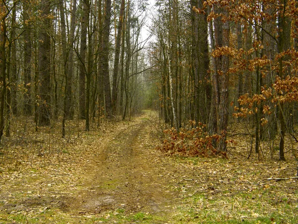 Uma Estrada Terra Floresta Outono — Fotografia de Stock