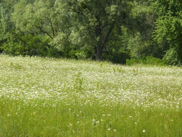 Muito Bonito Prado Verde Primavera — Fotografia de Stock