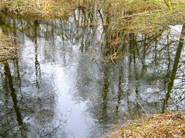 Indah Refleksi Cabang Pohon Dalam Air — Stok Foto