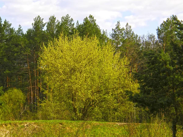 Piękny Zielony Wiosenny Las — Zdjęcie stockowe